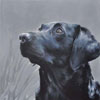 Dogs category