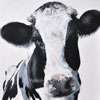 Cows category